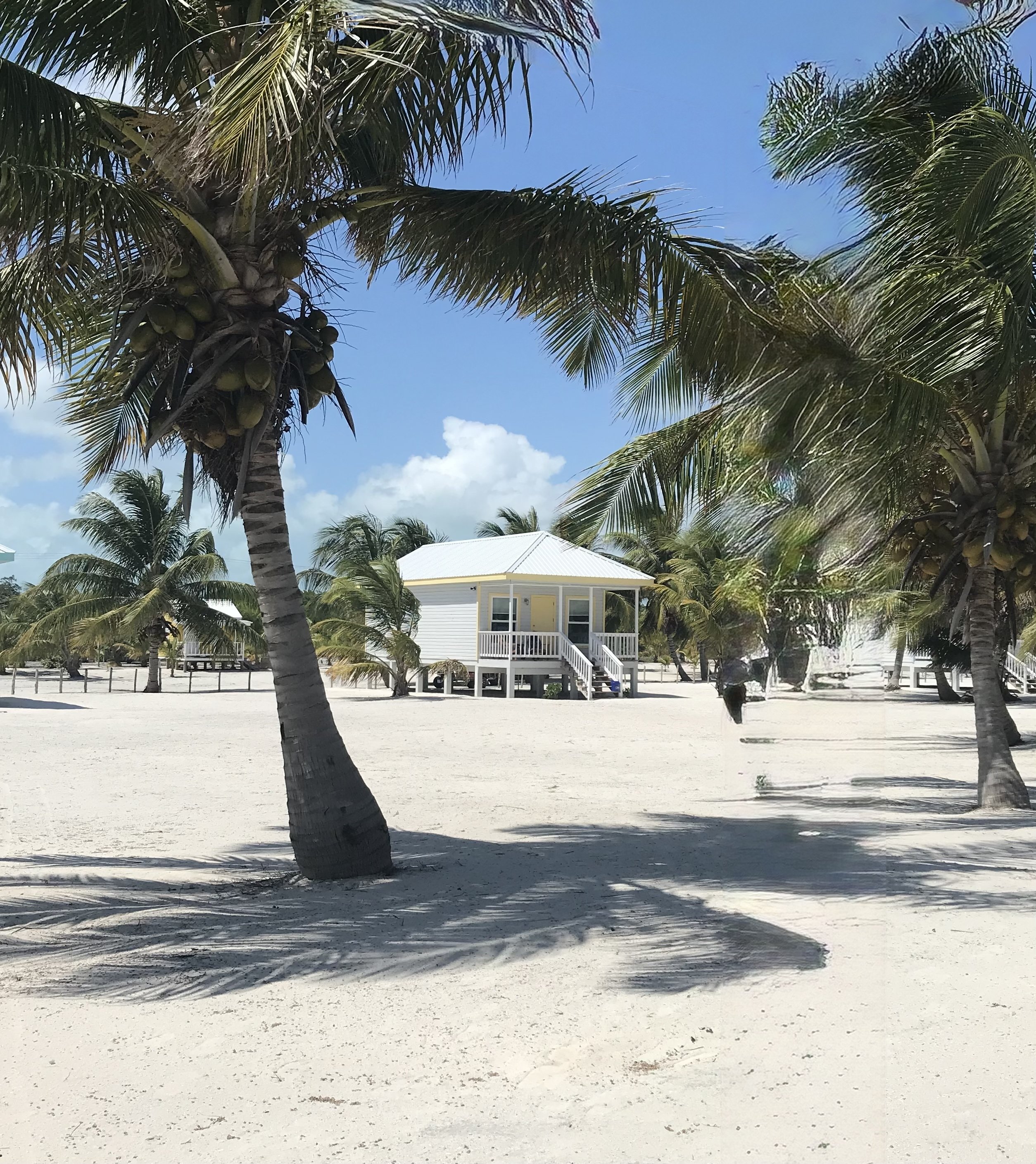 Coconut palm trees on a tropical beach in Ambergris Cay, Belize with turquoise Caribbean waters